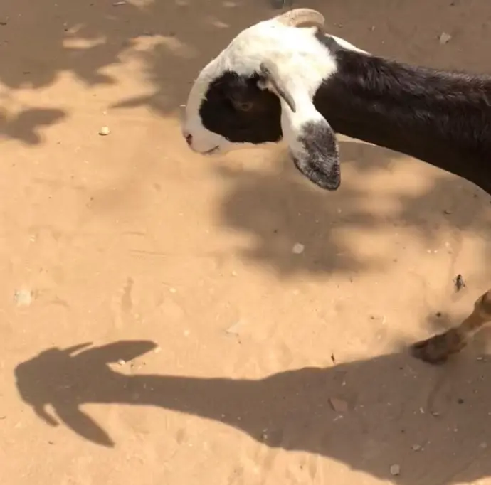 Sally, Senegal